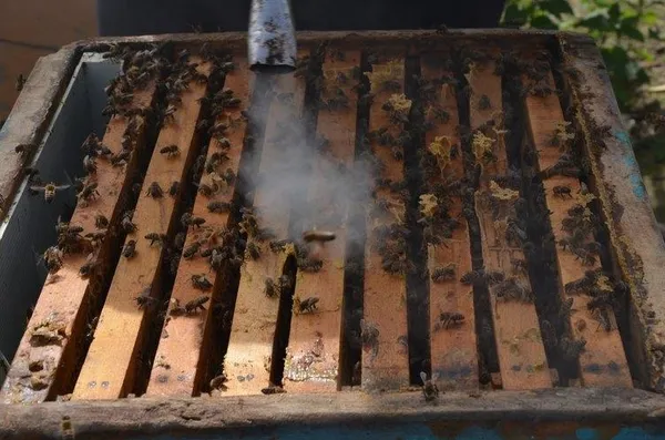 Cumhurbaşkanı Erdoğan'ın sözünü dinledi, bal kralı oldu-5