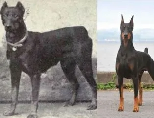 Köpeklerin 100 yıllık evrimi