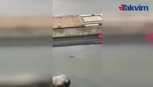 Haliç’te mide bulandıran görüntü! Dev sıçanlar cirit atıyor