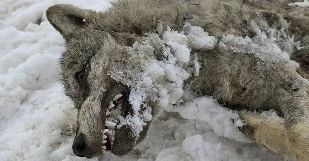 Sivas'ta aşırı soğuklar yüzünden kurt dondu!