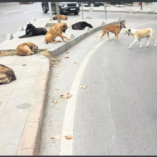 ’Ciğer’ yarası
