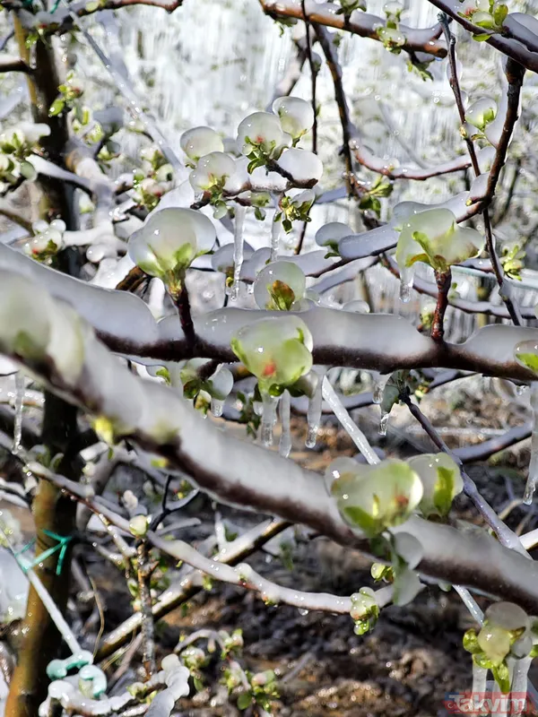 Zirai don sonrası çiftçiye rekor tazminat! Hangi ürünler etkilendi? İlave desteği kimler alacak? - 8
