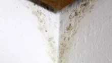 Evdeki rutubeti tek adımda yok edin! Resmen doğal hava temizleyici