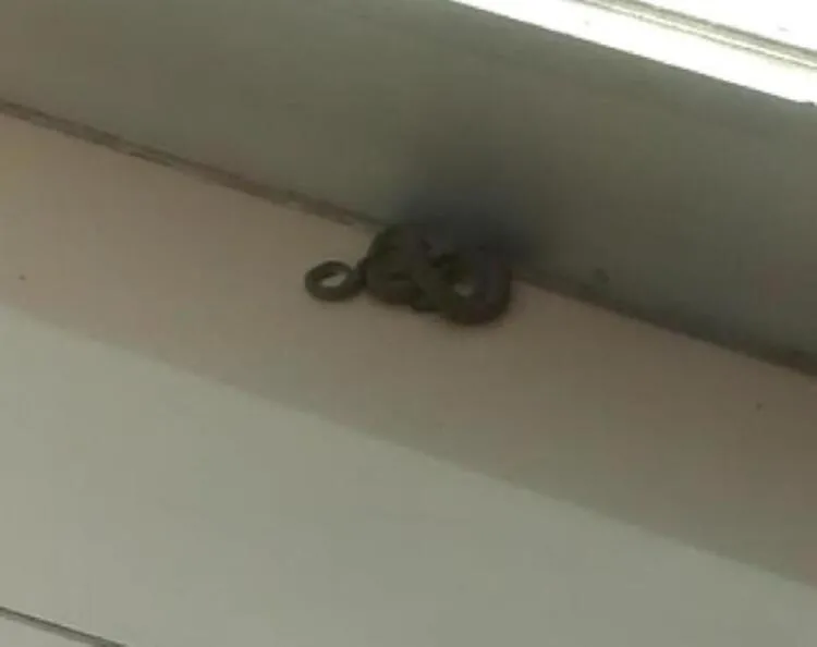 Yılanlar ile ilgili şoke eden bilgi! Bu saatte çıkan yılanlar yüzde 99 zehirli! - 8