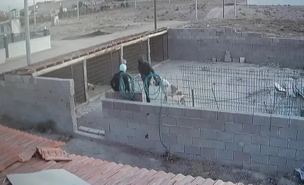 30-bin-tl-degerindeki-malakli-cinsi-kopegi-calindi-bulana-gorene-ve-haber-verene-yarim-altin-verecek-1633604193366.jpg 30 bin TL değerindeki 'Malaklı' cinsi köpeği çalındı! Bulana görene ve haber verene yarım altın verecek-10