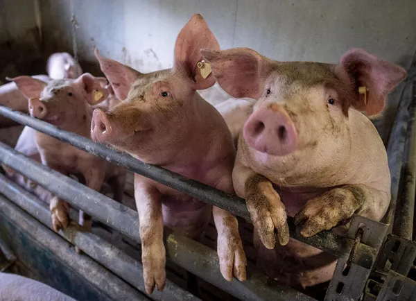 Çin'den dünyayı şoke eden haber! Koronavirüs bitmeden yeni virüs bulundu! İnsanların yeni virüse bağışıklığı yok!-7