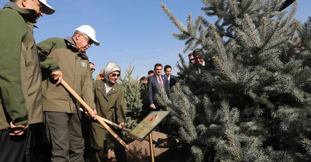 Cumhuriyet tarihinin rekoru kırıldı: 19 yılda 6.5 milyar fidan toprakla buluştu
