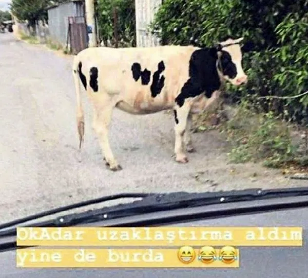 bosandigi-eski-kocasina-inekli-gonderme-yapan-kadina-ceza-o-kadar-uzaklastirma-karari-aldirdim-yine-de-burada-1619547875465.jpg Boşandığı eski kocasına inekli gönderme yapan kadına ceza: O kadar uzaklaştırma kararı aldırdım yine de burada-1