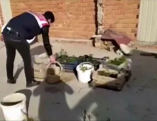 63 yaşındaki uyuşturucu taciri evini kenevir bahçesine çevirdi