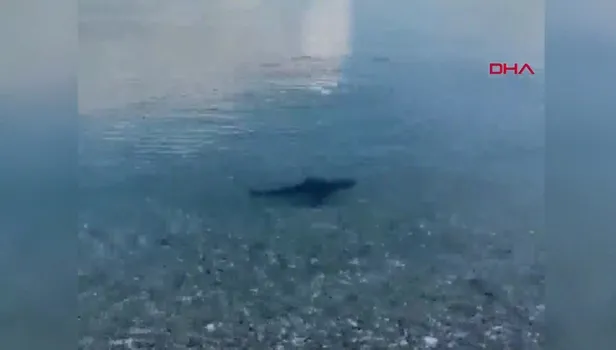 Köpek balığı alarmı! Muğla'da görüldü