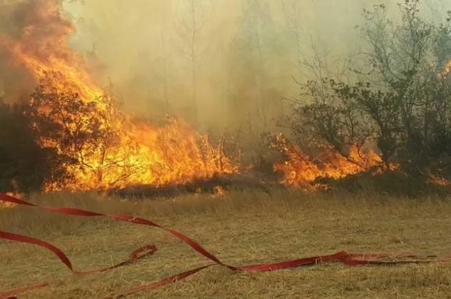 Son dakika: Sakarya'da orman yangını çıktı