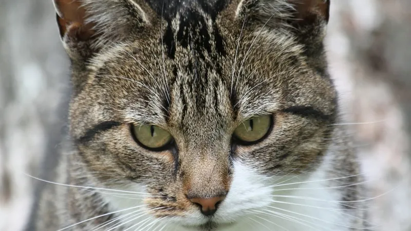 kediler-neden-4-ayak-uzerine-duserler-bilim-insanlari-bu-gizemi-acikladi-1774524749285.jpg Kediler neden 4 ayak üzerine düşerler? Bilim insanları bu gizemi açıkladı-5