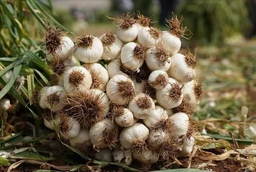 Şifa niyetine sarımsak