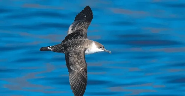Türkiye’de ilk kez görülen büyük yelkovan kuşu kameralara yakalandı