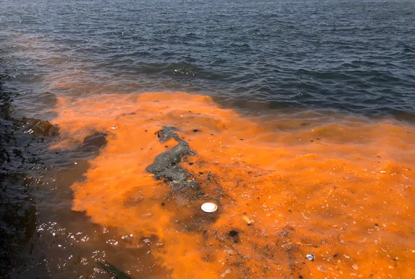 İzmir Körfezi’nde yine aynı görüntü!