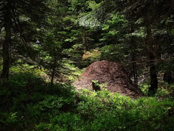 ormanlarin-kene-savascisi-kene-dusmani-kirmizi-orman-karincalarinin-dev-yuvalari-1622879456402.jpg Ormanların kene savaşçısı! Kırmızı orman karıncalarının dev yuvaları-3