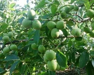 2 milyon kişiye yeni gelir kapısı