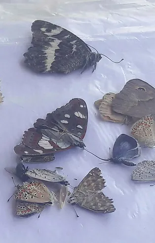 Adıyaman'da ilginç olay! Biri İngiliz ve diğeri İtalyan iki profesör gözaltına alındı
