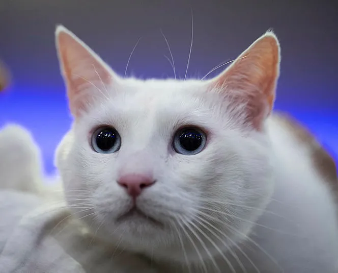 Rüyada kedi görmek ne anlama gelir?