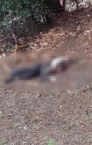 Adana'nın Pozantı ilçesinde O.Ç. isimli şahıs, kumalığı kabul etmeyen kadının başını taşla ezerek öldürdü