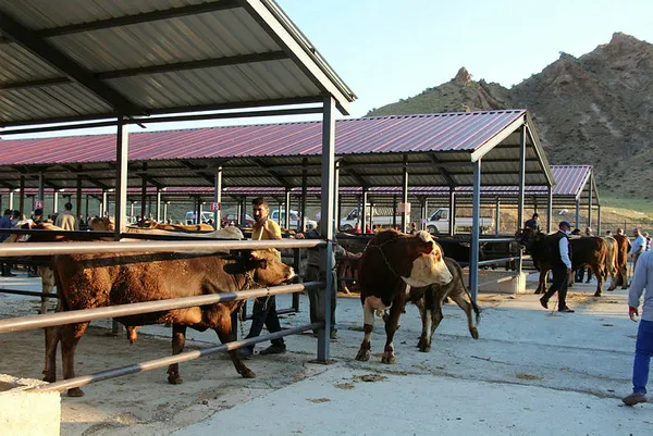 Kurban Bayramı yaklaştı! Şartlar belli oldu! İşte hayvan toplama ve satış yerlerine çalışma izni şartları-3