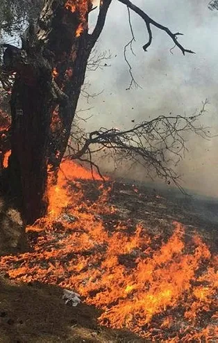 Son dakika: Antalya Lara'da ormanlık alanda yangın!