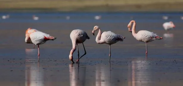 Van Gölü’nde servet yatıyor!