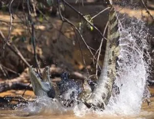 Timsahı öyle bir pusuya düşürdü ki...