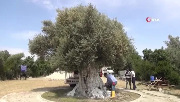 İşte Başkan Recep Tayyip Erdoğan'ın bahsettiği 1300 yaşındaki o zeytin ağacı