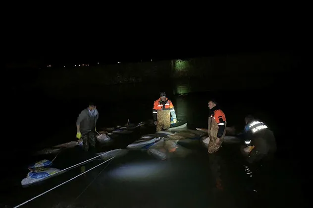 Van Gölü'nde tam 7.5 ton inci kefali bulundu!