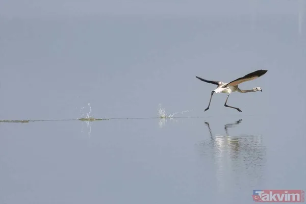 Minik allı turnalar (flamingolar) uçmayı İzmir Kuş Cenneti'ndeki doğal kreşte öğreniyorlar - 5
