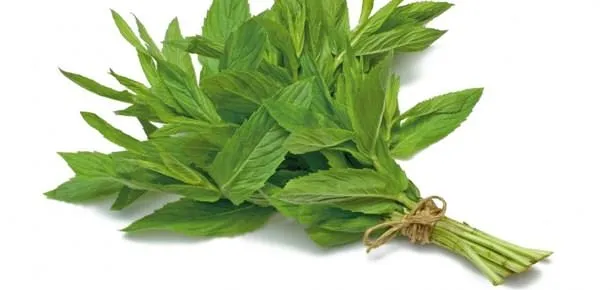 Mide ağrısına nane