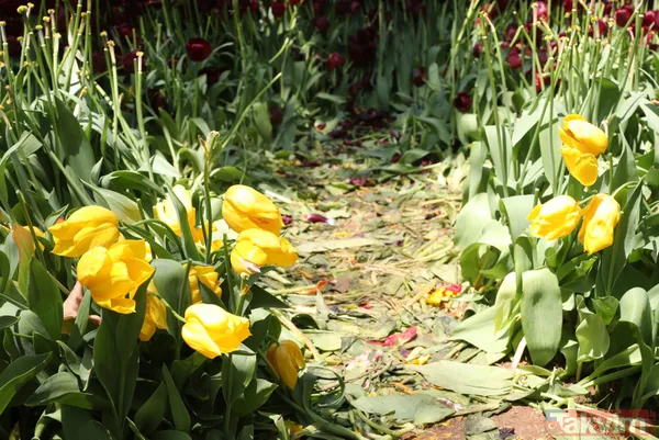 İstanbul Gülhane Parkı 10 katı ziyaretçi ağırladı! Laleler talan edildi - 15