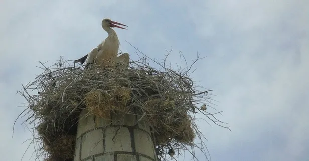 Merhamet 'Alem'i! Gaziantep'te depremde hasar gören minare leyleklere yuva oldu... Onarım ertelendi