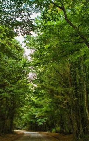 Kayıp kız çocuğu ormanda uyurken bulundu