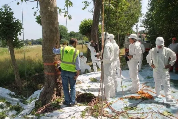 chpli-ibb-ciragan-caddesindeki-tarihi-cinarlari-katletti-avrupada-kanserli-agaclar-bakin-nasil-kesiliyor-ibbni-1647772170598.jpg CHP'li İBB Çırağan Caddesi'ndeki tarihi çınarları katletti! Avrupa'da kanserli ağaçlar bakın nasıl kesiliyor? İBB'nin yalanı böyle çürüdü-3