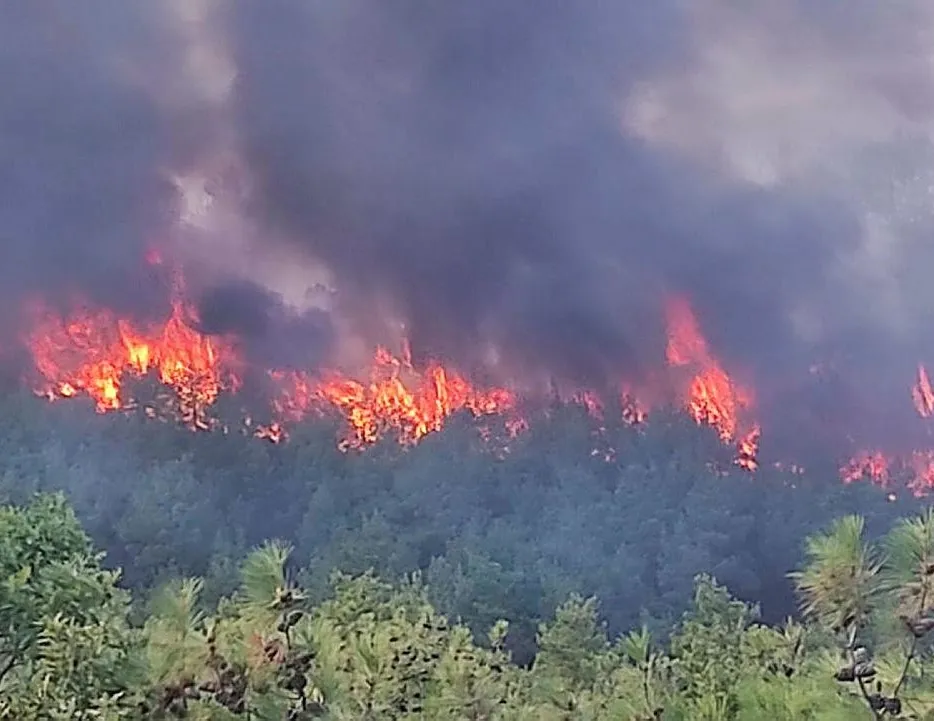 Çanakkale’de orman yangını! Saniyelerle yarış