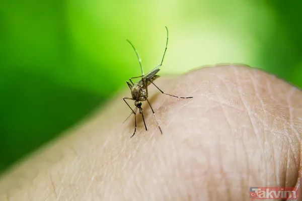 Sinek kovucu doğal yöntemler neler? Sinek ısırığına ne iyi gelir? 1 dakikada sivrisineğe kesin çözüm! - 5