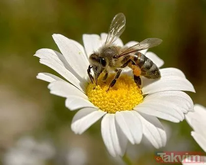 Arı sütü nelere iyi geliyor? İşte arı sütünün faydaları