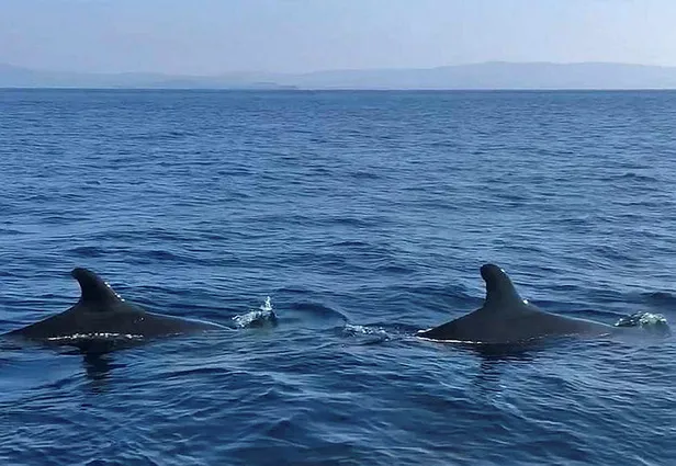 Gökçeada yakınlarında 25 yıl sonra ilk kez görüntülendi! Yalancı Katil balina...-1