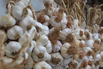 Alzheimer’a sarımsak