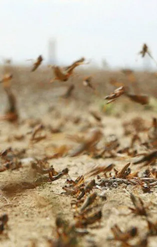Mekke'yi çekirge sürüleri bastı