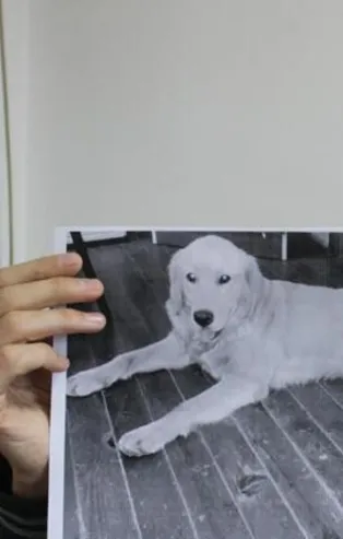 Bursa'da çalınan köpeğini dedektif gibi iz sürüp Amerika'da buldu