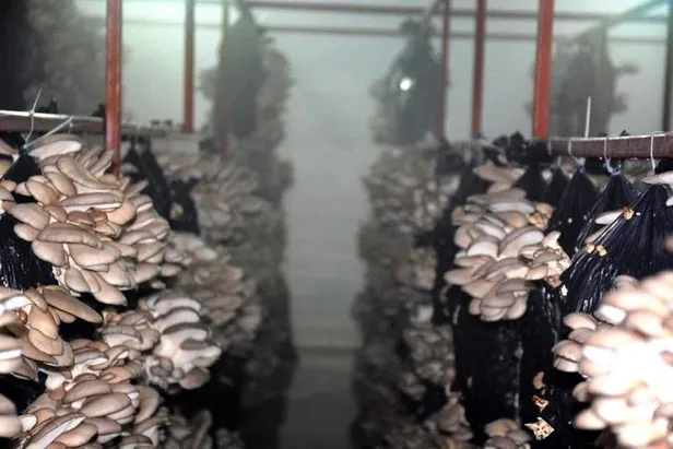 yan-gelir-olsun-diye-adim-atti-parayi-buluyor-iki-odadan-aylik-kazanci-yaklasik-30-bin-lira-1610730636699.jpg Yan gelir olsun diye adım attı parayı buluyor! İki odadan aylık kazancı yaklaşık 30 bin lira...-9