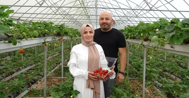 Ordu Fatsa'da hobi olarak topraksız tarıma başlayan çift 500 metrekarede 5 ton çilek üretiyor