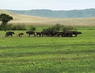 Her şey ulu orta oldu, anbean görüntülediler! Bir yanda insanlar, bir yanda aslanlar ve bufalolar...