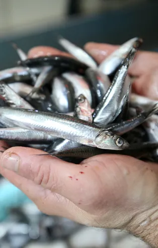 Lodos balık fiyatlarını da vurdu