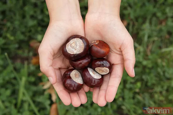 Mucizevi at kestanesi ile tüm hastalıklara savaş açın! Her derde şifa! Ağrıları bıçak gibi kesiyor! - 18