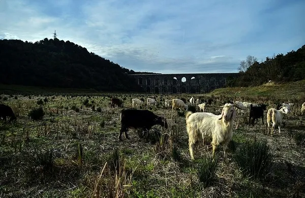 İstanbul'da baraj doluluk oranları kaç? İstanbul’daki iki günlük yağı barajlara can suyu oldu-5