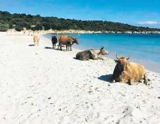 Ne ’beach’im iş